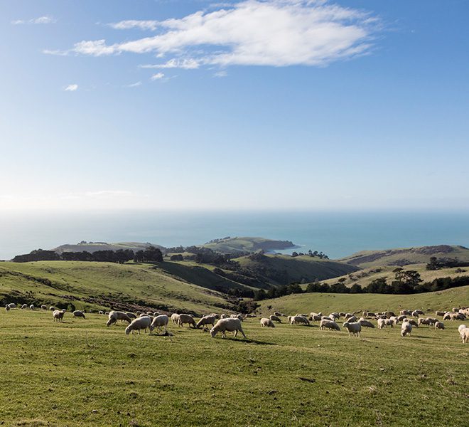 sheep in paddock